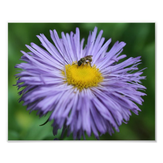 Tiny Bee On Purple Aster Daisy Flower Nature 8x10 Photo Print (Front)