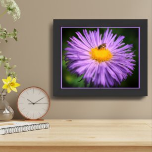 Tiny Bee On Purple Aster Flower Framed Framed Art