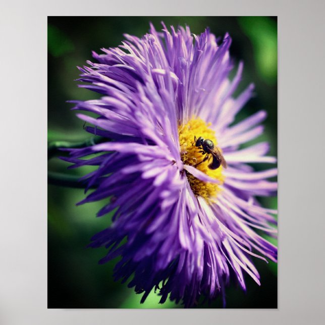 Tiny Bee On Purple Daisy Flower Close Up Poster (Front)