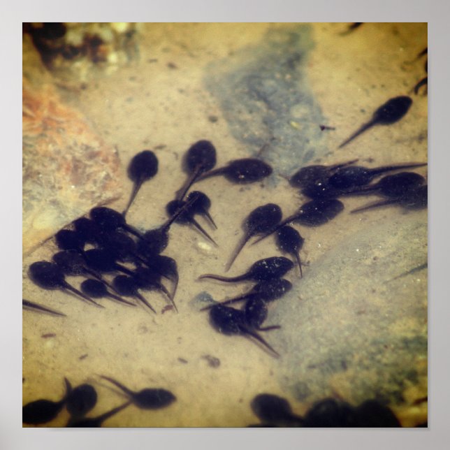 Tiny Black Toad Tadpoles Nature  Poster (Front)