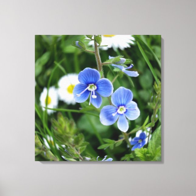 tiny blue flowers canvas print (Front)