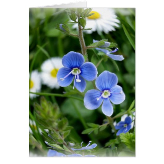 tiny blue flowers cards (Front)