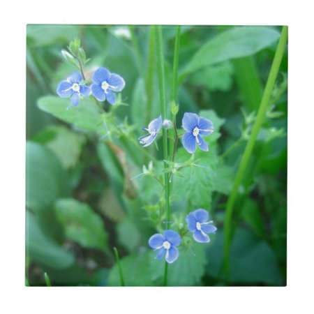 Tiny Blue Wildflowers Tile