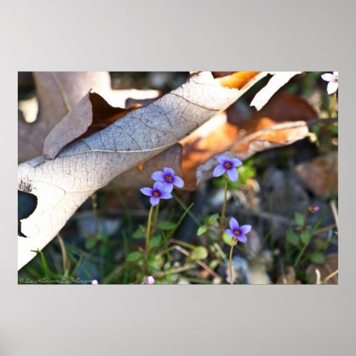 Tiny Bluets in the Rust Curled Leaves Poster