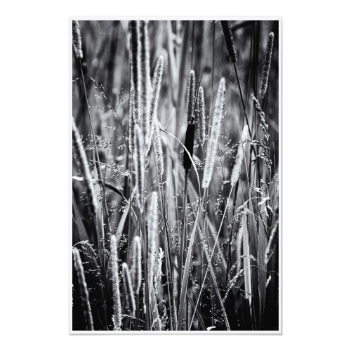 Tiny Bull Rush Marsh Grasses Black and White Photo Print