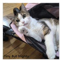 Tiny But Mighty Cat Art Print--Dainty Doll