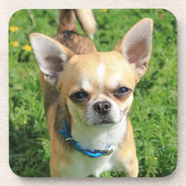 Tiny Chihuahua Puppy Dog Beverage Coaster (Front)