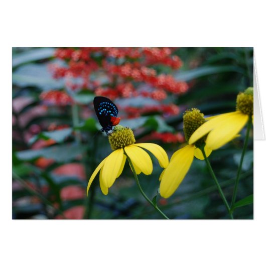 Tiny Color Cards (Front Horizontal)