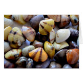 Tiny Colorful Clam Shells (Front Horizontal)