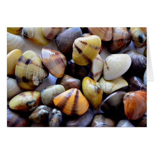 Tiny Colorful Clam Shells Cards (Front Horizontal)