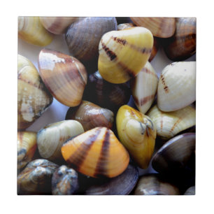 Tiny Colorful Clam Shells Tile