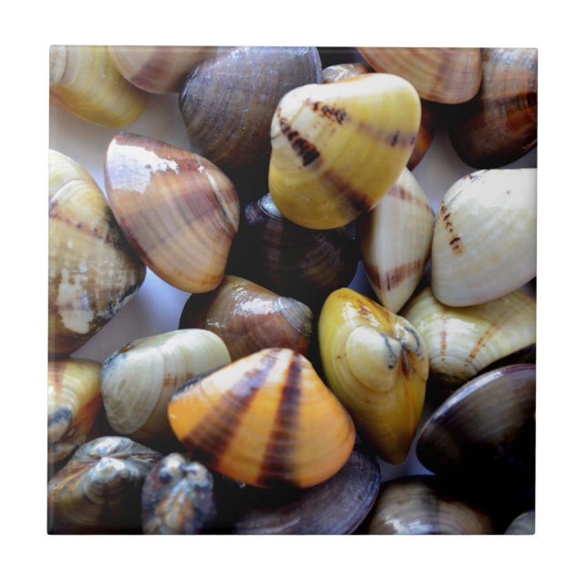 Tiny Colorful Clam Shells Tile (Front)