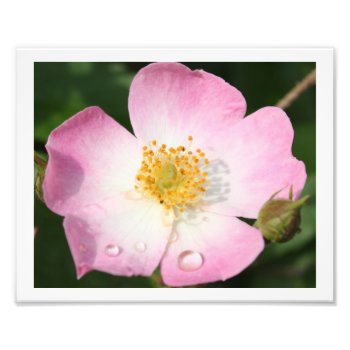 Tiny Dancer - Ballerina Rose Photography Photo Print by time2see at Zazzle