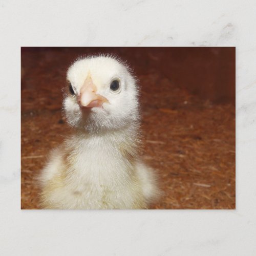 Tiny Day Old Chicken Postcard