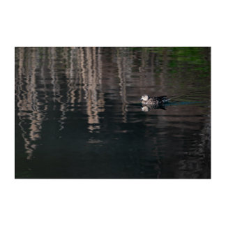 Tiny Duck Acrylic Print