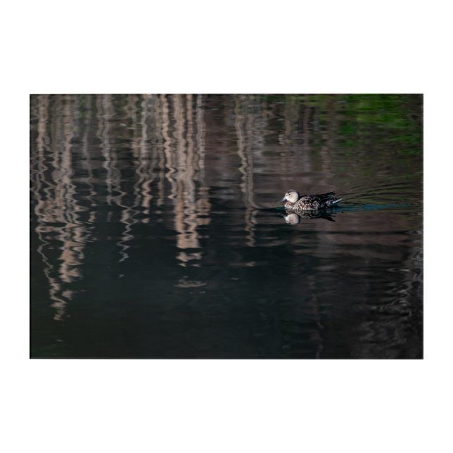 Tiny Duck Acrylic Print (Front)