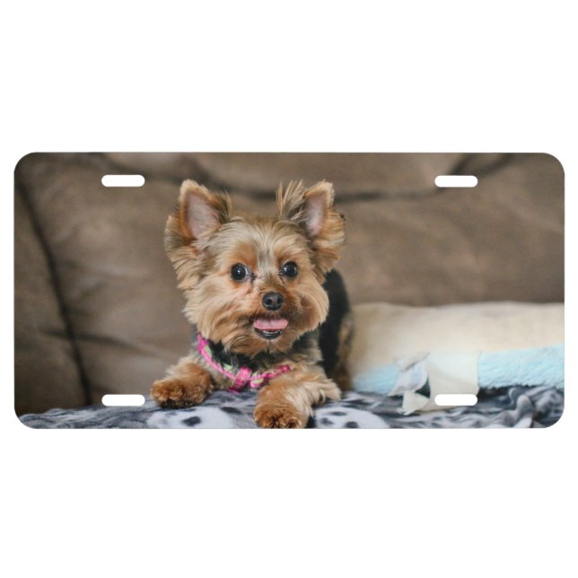 Tiny dynamo license plate (Front)