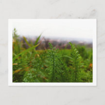 Tiny Fernlike Green Leaves Spring Botanical