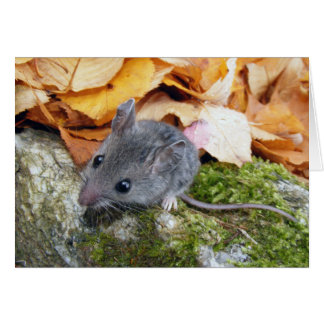 Tiny Field Mouse #2 Cards