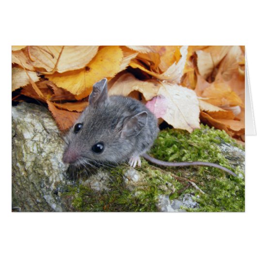 Tiny Field Mouse #2 Cards (Front Horizontal)