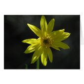Tiny Flower Cards (Front Horizontal)