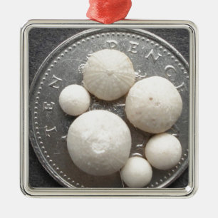 Tiny fossil sea urchins on a 10p piece metal ornament
