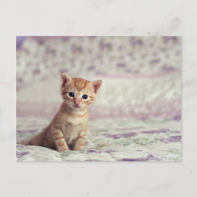 Tiny Ginger Kitten Postcard (Front)