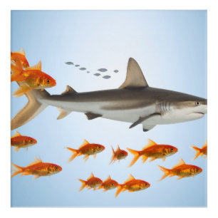 “Tiny Goldfish, Big Shark Energy” Acrylic Print