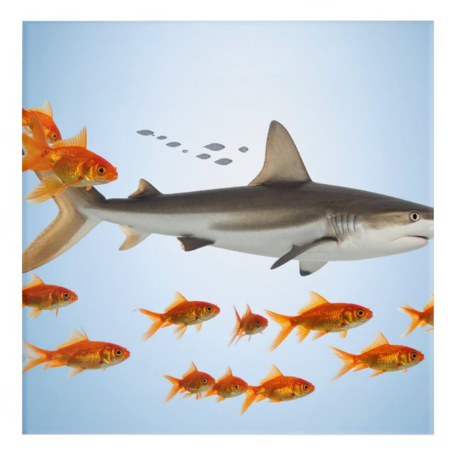 “Tiny Goldfish, Big Shark Energy” Acrylic Print (Front)