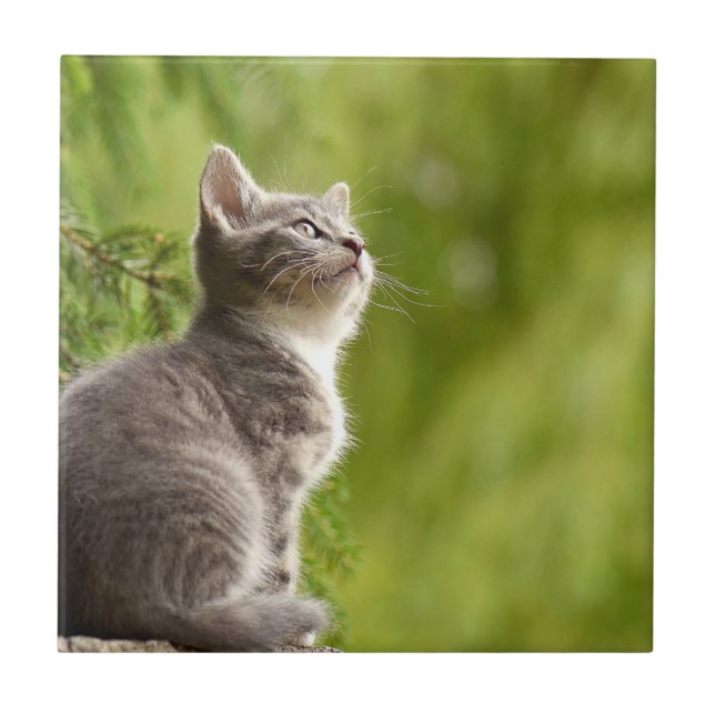 Tiny Gray and white Kitten Peers up to the sky Tile (Front)