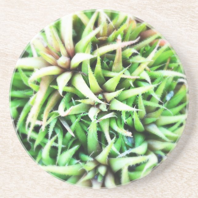Tiny Green Aloe Sandstone Coaster (Front)