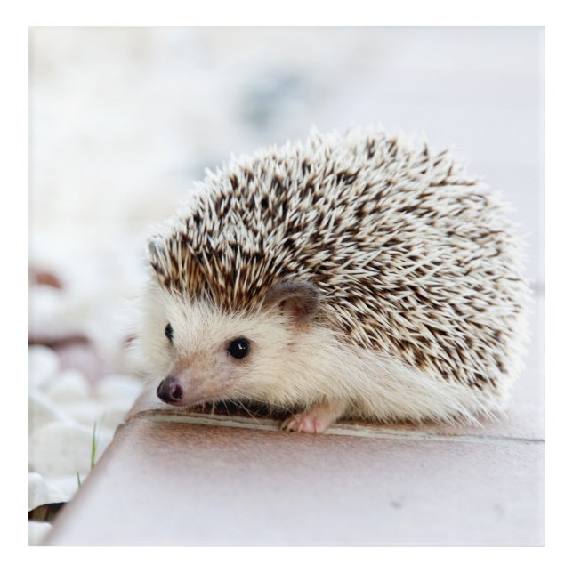 Tiny Hedgehog Acrylic Print (Front)