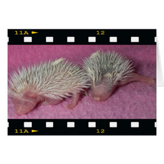 Tiny hedgehog babies cards