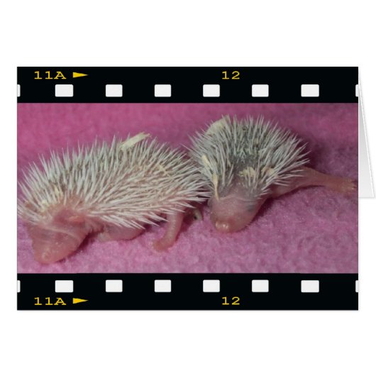 Tiny hedgehog babies cards (Front Horizontal)