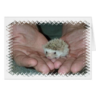 Tiny hedgehog in two hands cards