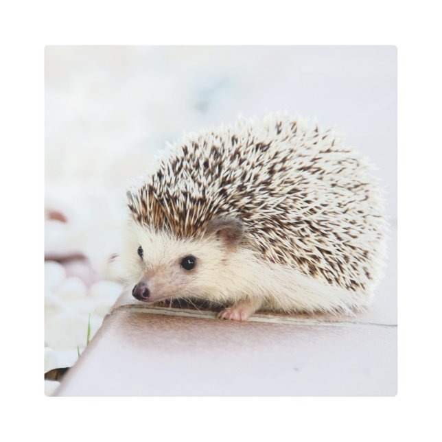 Tiny Hedgehog Metal Print (Front)
