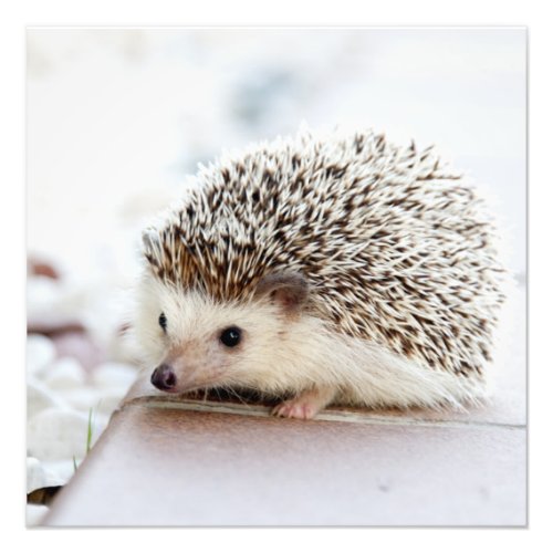 Tiny Hedgehog Photo Print