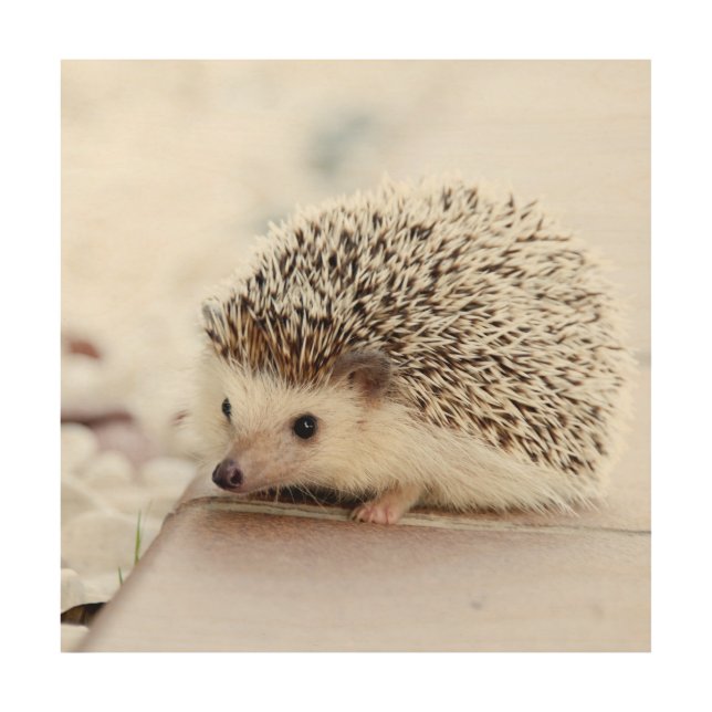 Tiny Hedgehog Wood Wall Art (Front)
