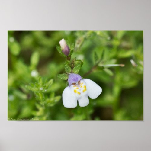 Tiny Japanese Mazus Wildflower Poster