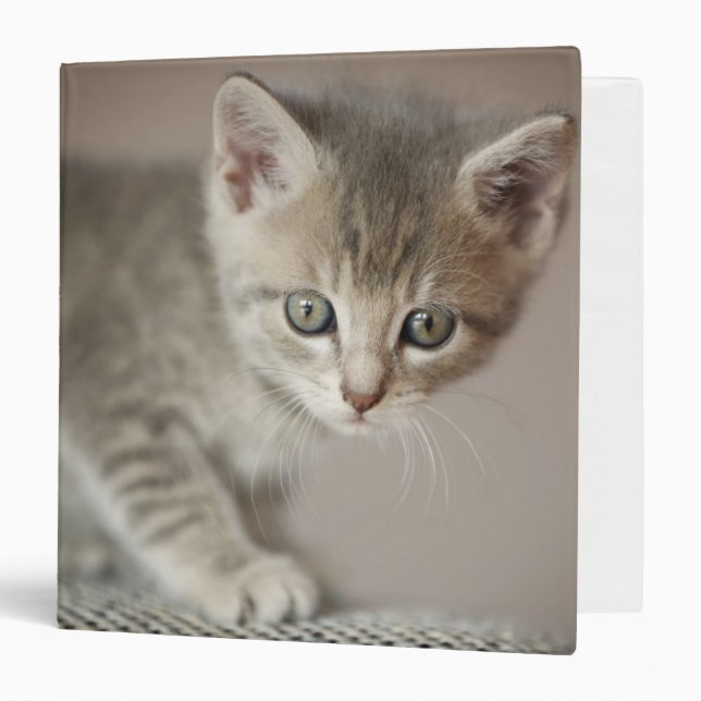 Tiny Kitten Binder (Front/Inside)