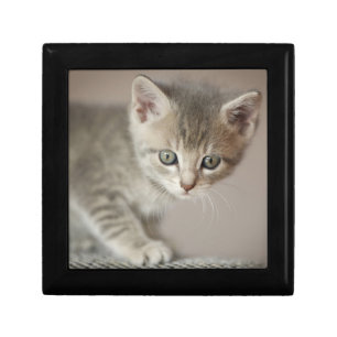Tiny Kitten Jewelry Box