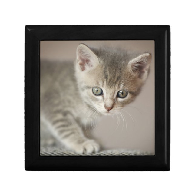 Tiny Kitten Jewelry Box (Front)
