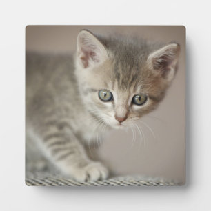 Tiny Kitten Plaque