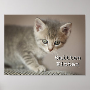 Tiny Kitten Poster