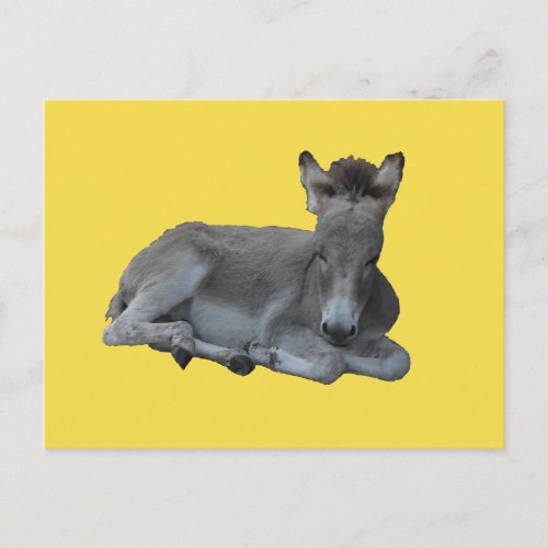 Tiny Little Grey Donkey Foal Postcard