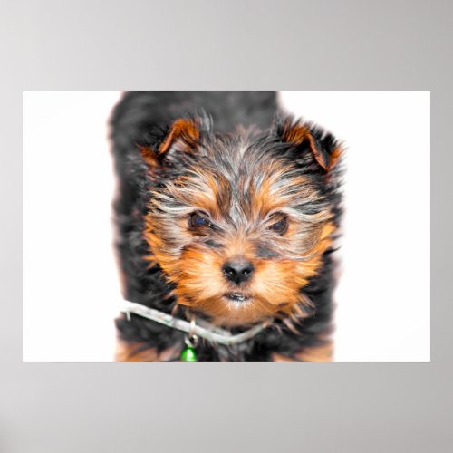 tiny male cupcake yorkie dog poster