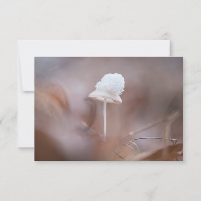 Tiny Mushroom Nature Photo Card (Front)
