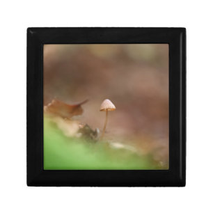Tiny Mushroom Nature Photo Gift Box