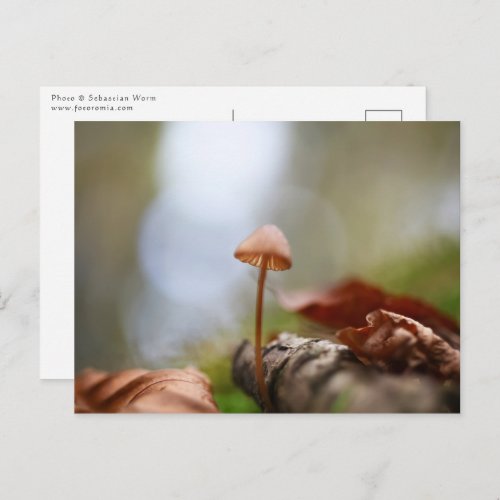 Tiny Mushroom Nature Photo Postcard
