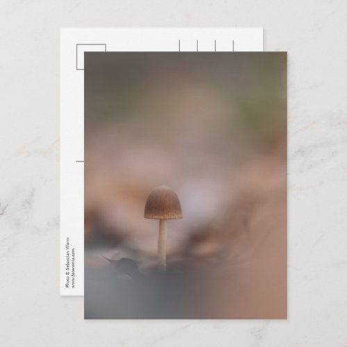 Tiny Mushroom Nature Photo Postcard